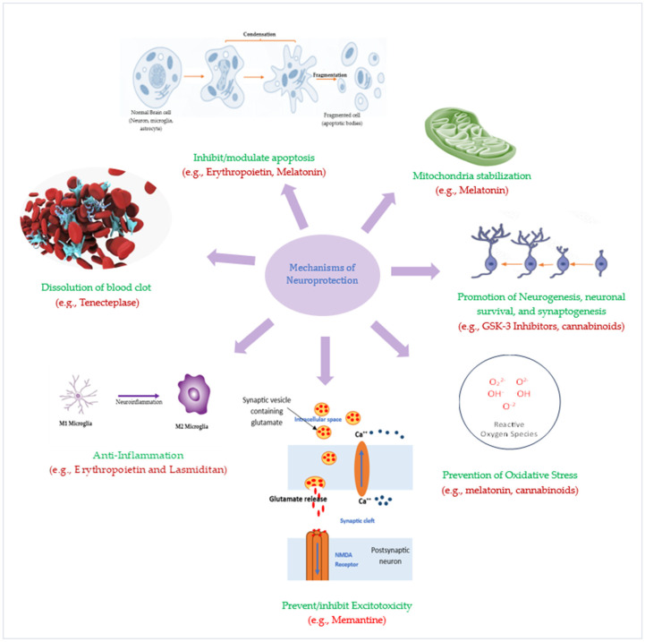 圖3：潛在神經(jīng)保護(hù)療法的神經(jīng)保護(hù)機(jī)制。
