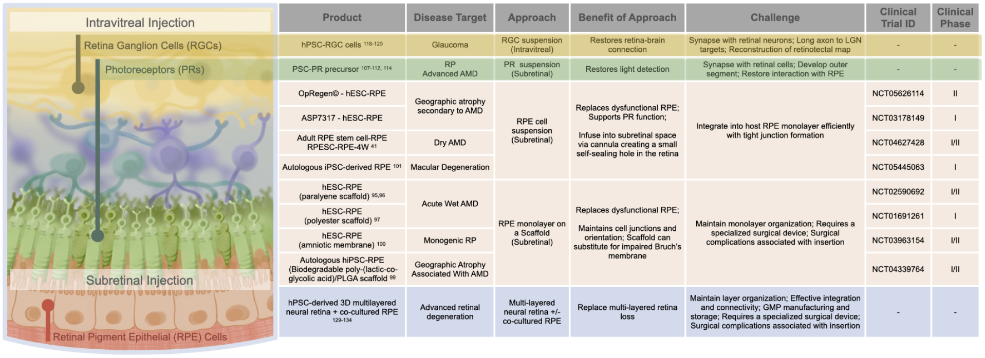 圖3：視網膜細胞替代。