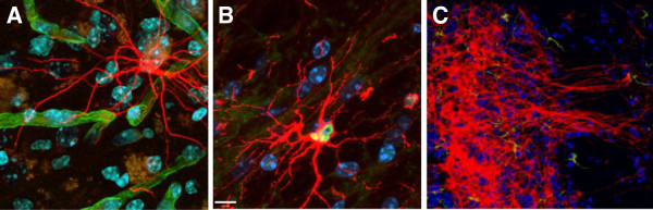 圖3：人類中樞神經系統干細胞 (HuCNS-SC) 根據其遷移位點優先分化為特定譜系。