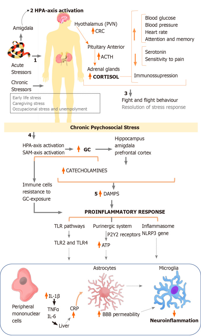 圖1：炎癥途徑應激急性和慢性反應的綜合。
