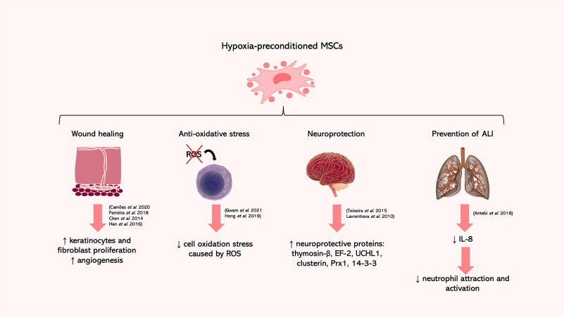 圖2：缺氧預處理的MSC