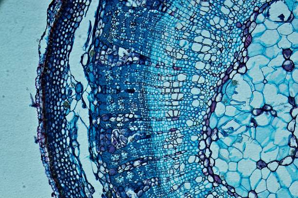 再生醫學的間充質干細胞分泌組：先研究進展如何