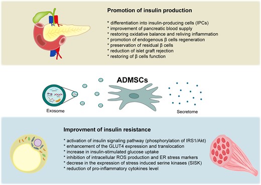 脂肪間充質(zhì)干細(xì)胞在血糖控制中的作用機(jī)制