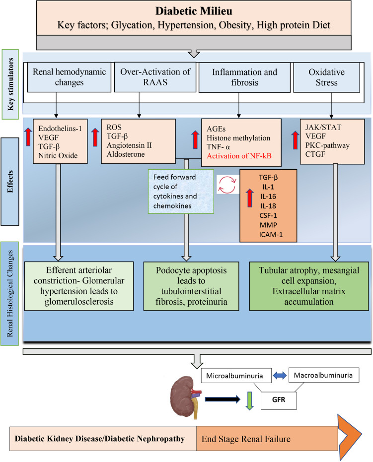圖2：糖尿病腎病的特征是代謝和血液動力學異常，這些異常與多種ROS 相關途徑相互作用
