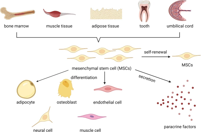 間充質干細胞分化示意圖