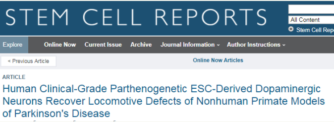 人類臨床級孤雌生殖 ESC 衍生的多巴胺能神經(jīng)元可恢復非人類靈長類動物帕金森病模型的運動缺陷