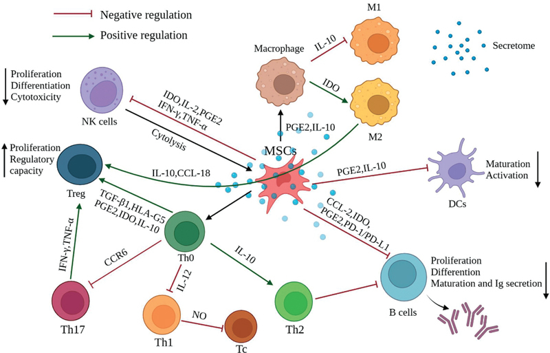 圖2：間充質干細胞充當免疫調節劑，影響其他免疫細胞的行為以產生更平衡的免疫反應