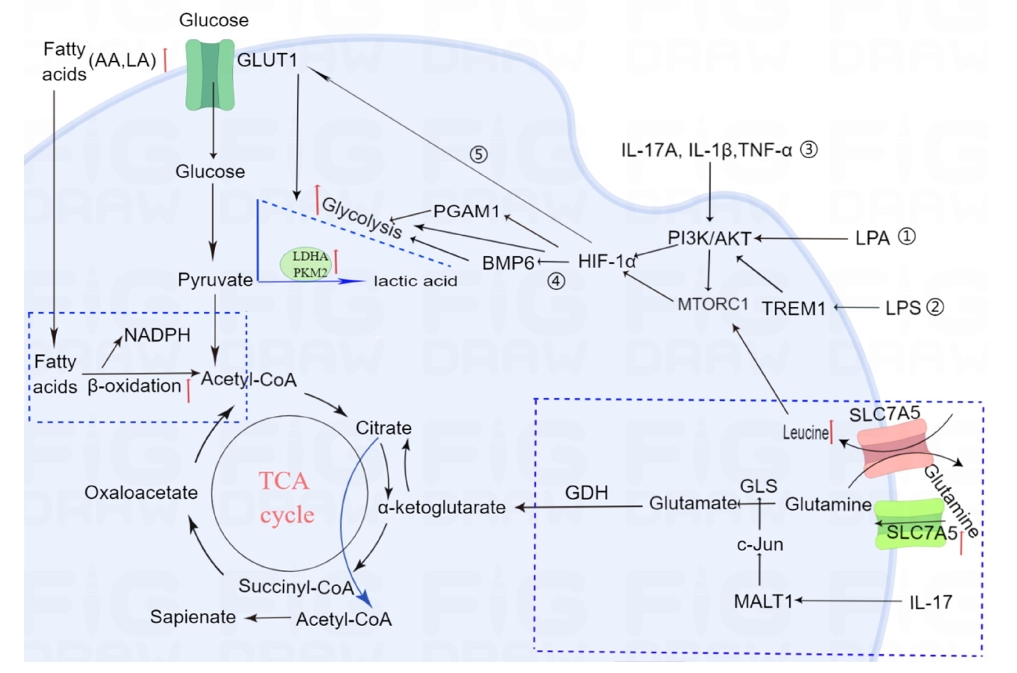 圖1：牛皮癬患者角質形成細胞的代謝途徑發生改變。