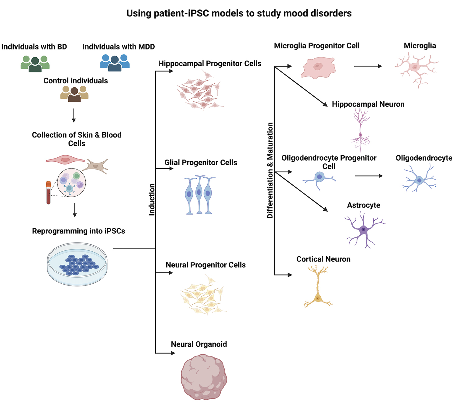 圖1：使用患者-iPSC模型研究情緒障礙。收集患者的皮膚或血液細胞，并使用先前建立的方案將其重新編程為iPSC