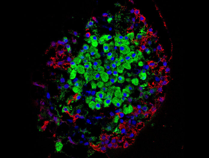 分離的胰島。胰島產生的激素由幾種細胞直接分泌到血流中，包括β細胞（綠色）和α細胞（紅色）。