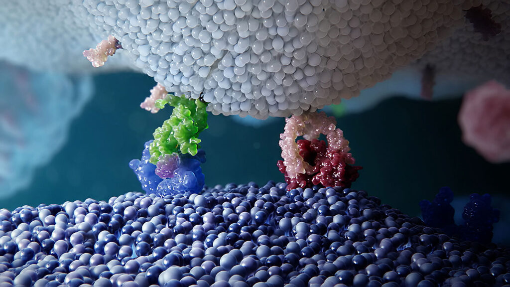 他的團隊發現了一種名為A20的關鍵蛋白