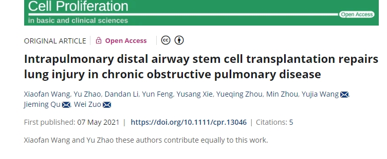肺內遠端氣道干細胞移植修復慢性阻塞性肺病肺損傷