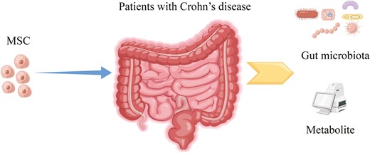 間充質(zhì)干細(xì)胞治療克羅恩病的機(jī)制圖
