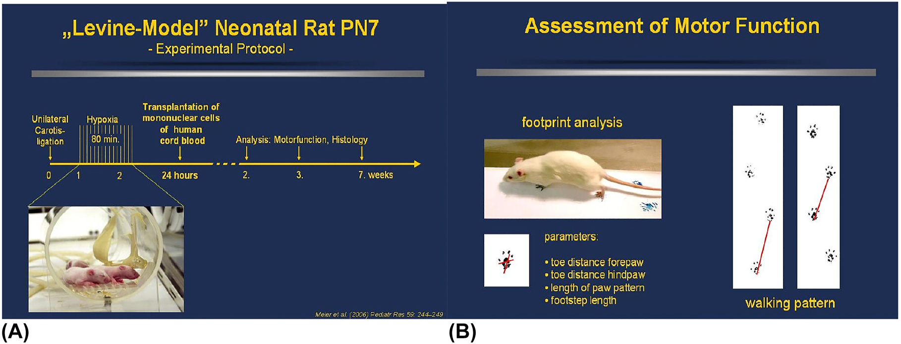 新生大鼠腦缺氧缺血萊文模型