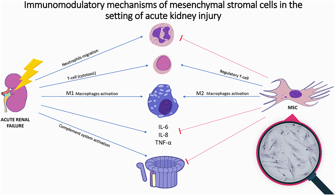 圖1：間充質基質細胞在急性腎損傷中的免疫調節機制。