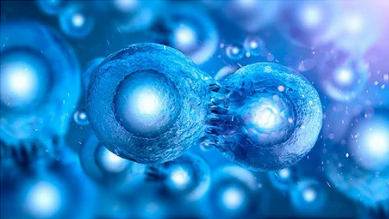 干細胞治療1型糖尿病的作用機制