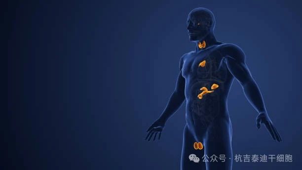 內分泌系統疾病