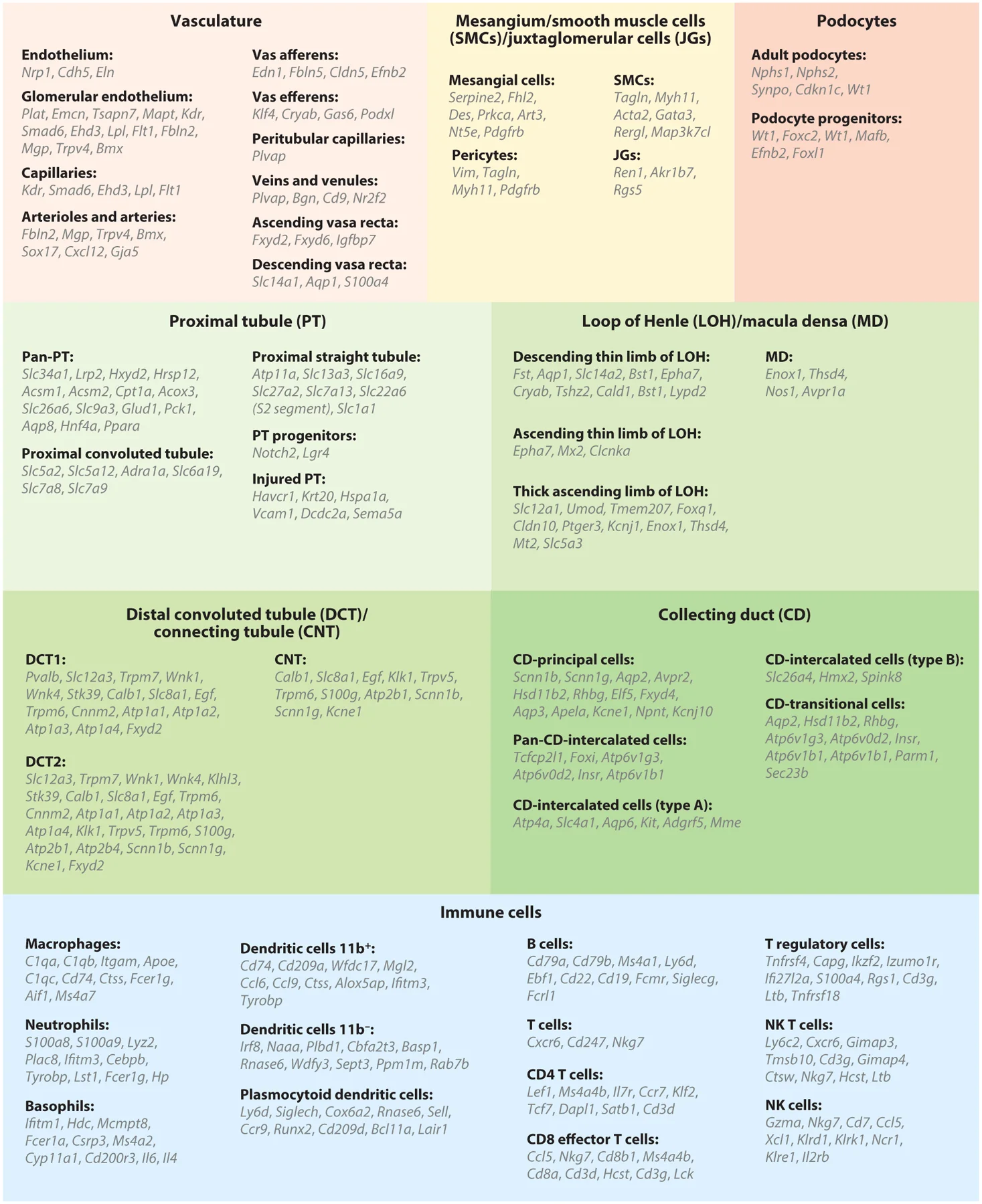 圖4：腎臟上皮細(xì)胞、內(nèi)皮細(xì)胞和免疫細(xì)胞的細(xì)胞類(lèi)型特異性標(biāo)記基因