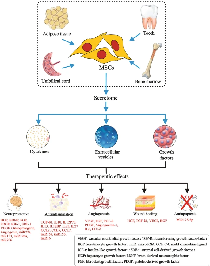 圖1：間充質(zhì)干細(xì)胞的來(lái)源、分泌組組成和治療益處。