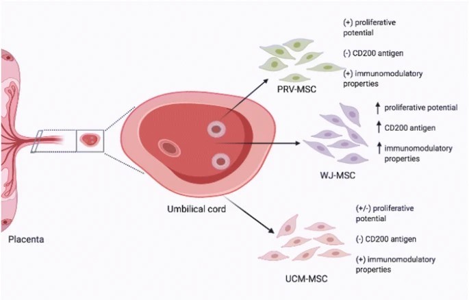 臍帶間充質(zhì)干細(xì)胞的來源、特性、作用是什么？