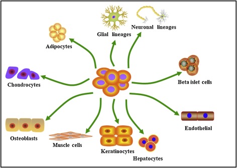脂肪間充質干細胞的來源、特性、作用是什么？