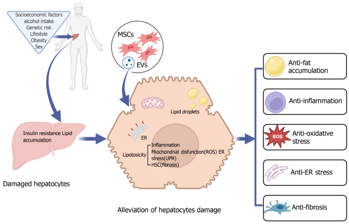 間充質基質在治療非酒精性脂肪性肝病/非酒精性脂肪性肝炎中的治療效果