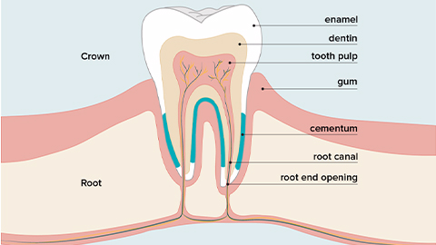 牙髓間充質干細胞的來源、特性、作用是什么？