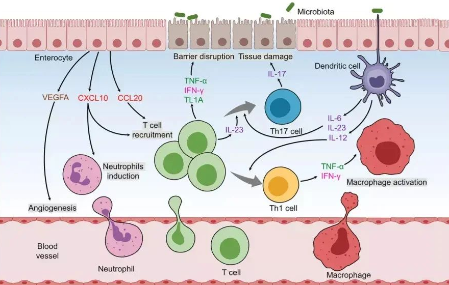 臍帶間充質干細胞