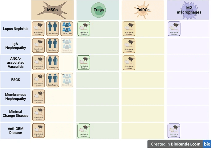 自身免疫性腎病調(diào)節(jié)性細胞療法的開發(fā)階段。