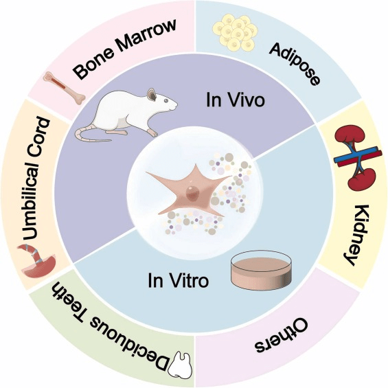 圖1：間充質(zhì)干細(xì)胞 (MSC) 及其衍生的外泌體 (MSCs-Exo) 的多種來源。