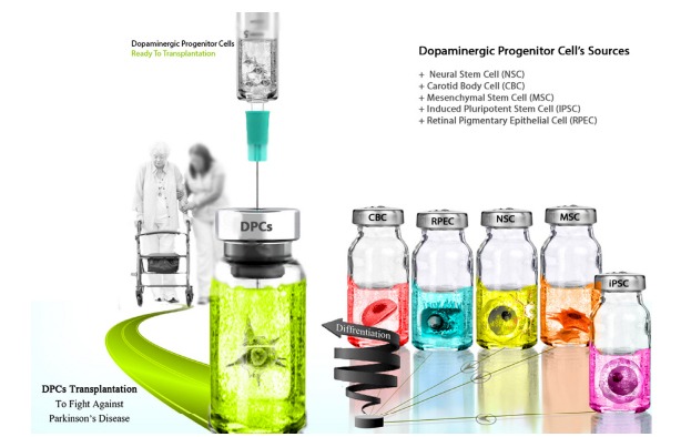 圖3：用于產生多巴胺能神經元的不同細胞來源，以便將其應用于PD患者的移植。