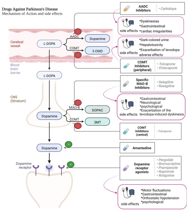 圖2：帕金森病患者使用的藥物及其作用機制。