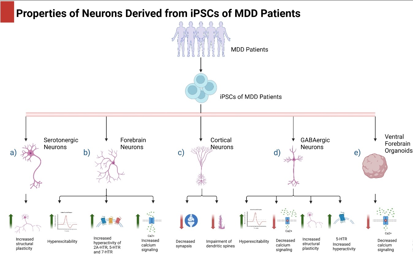 圖1：抑郁癥患者的iPSC及其在抑郁癥中的應(yīng)用。
