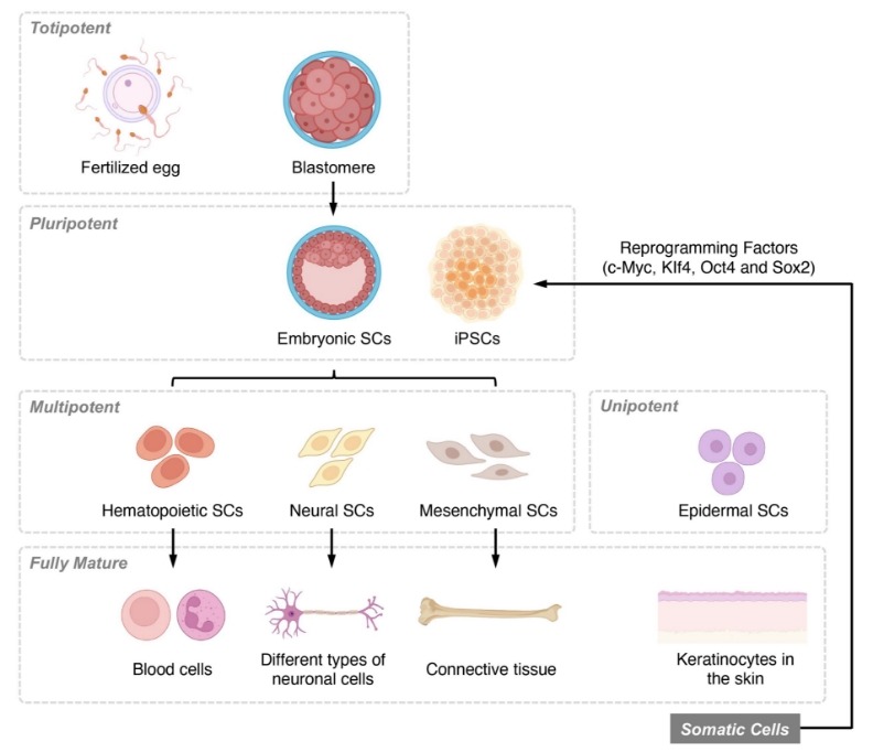 圖1：基于分化潛力和發育階段的干細胞分類概述。