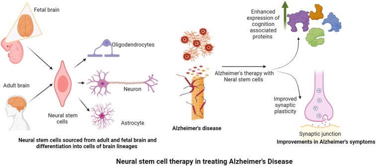 圖2：神經干細胞在改善阿爾茨海默病癥狀中的作用。