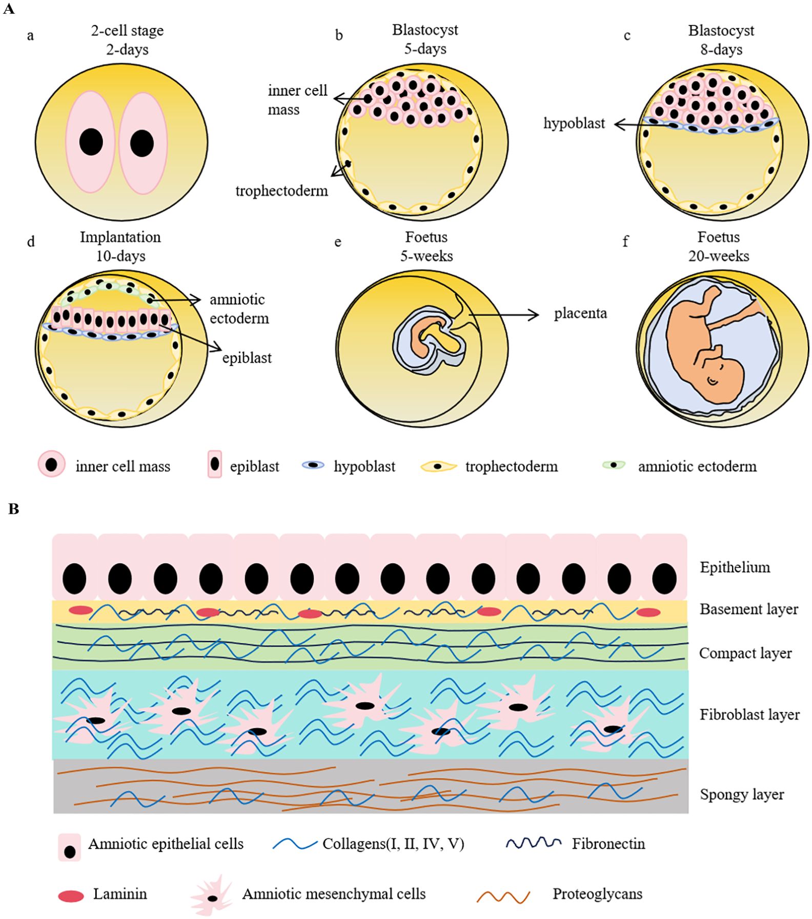 圖1：早期胚胎發育示意圖和人羊膜結構