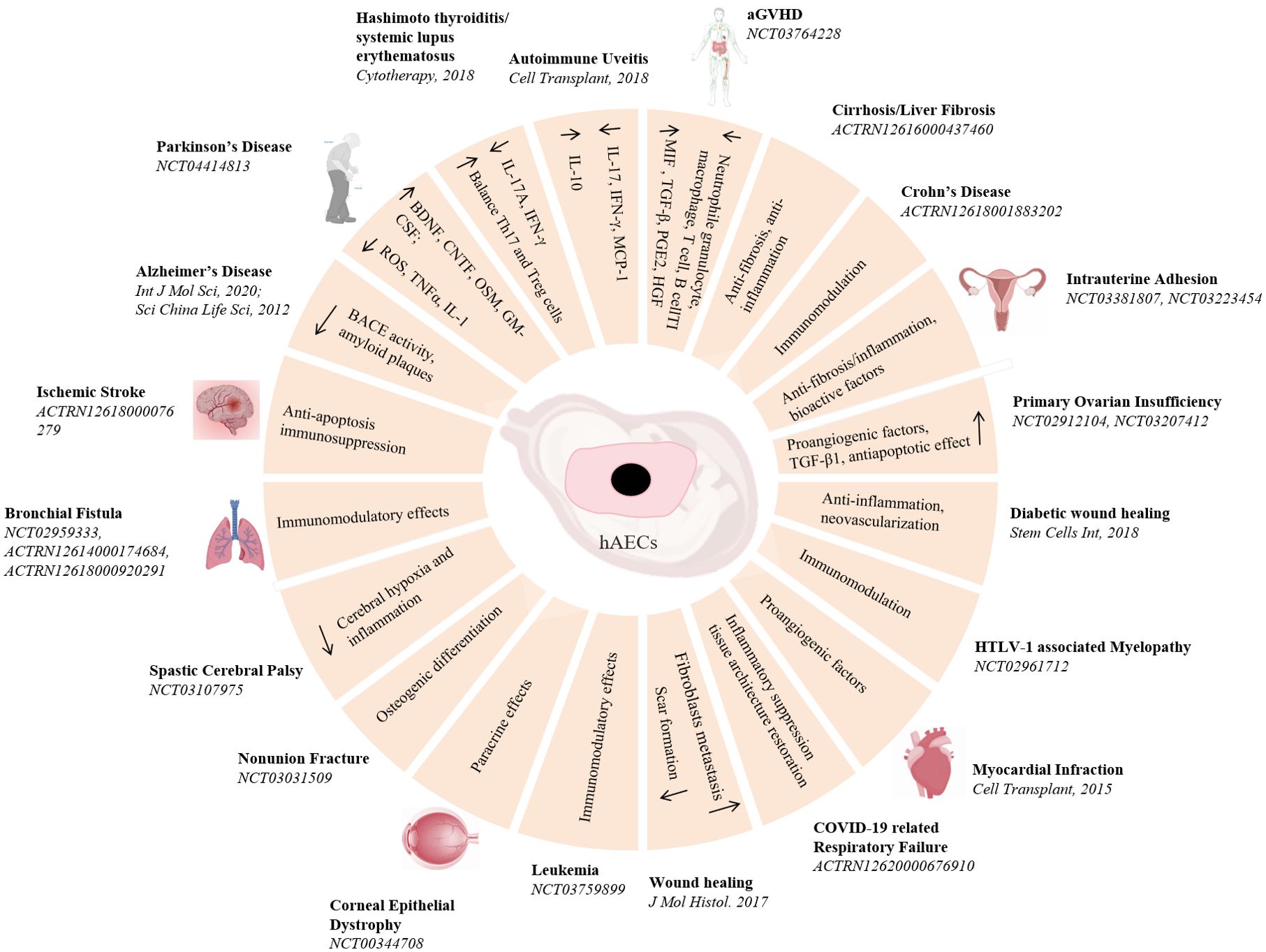 圖3：hAECs在疾病治療中的臨床前和臨床研究。hAECs在各種疾病治療中的示意圖和潛在的機制。