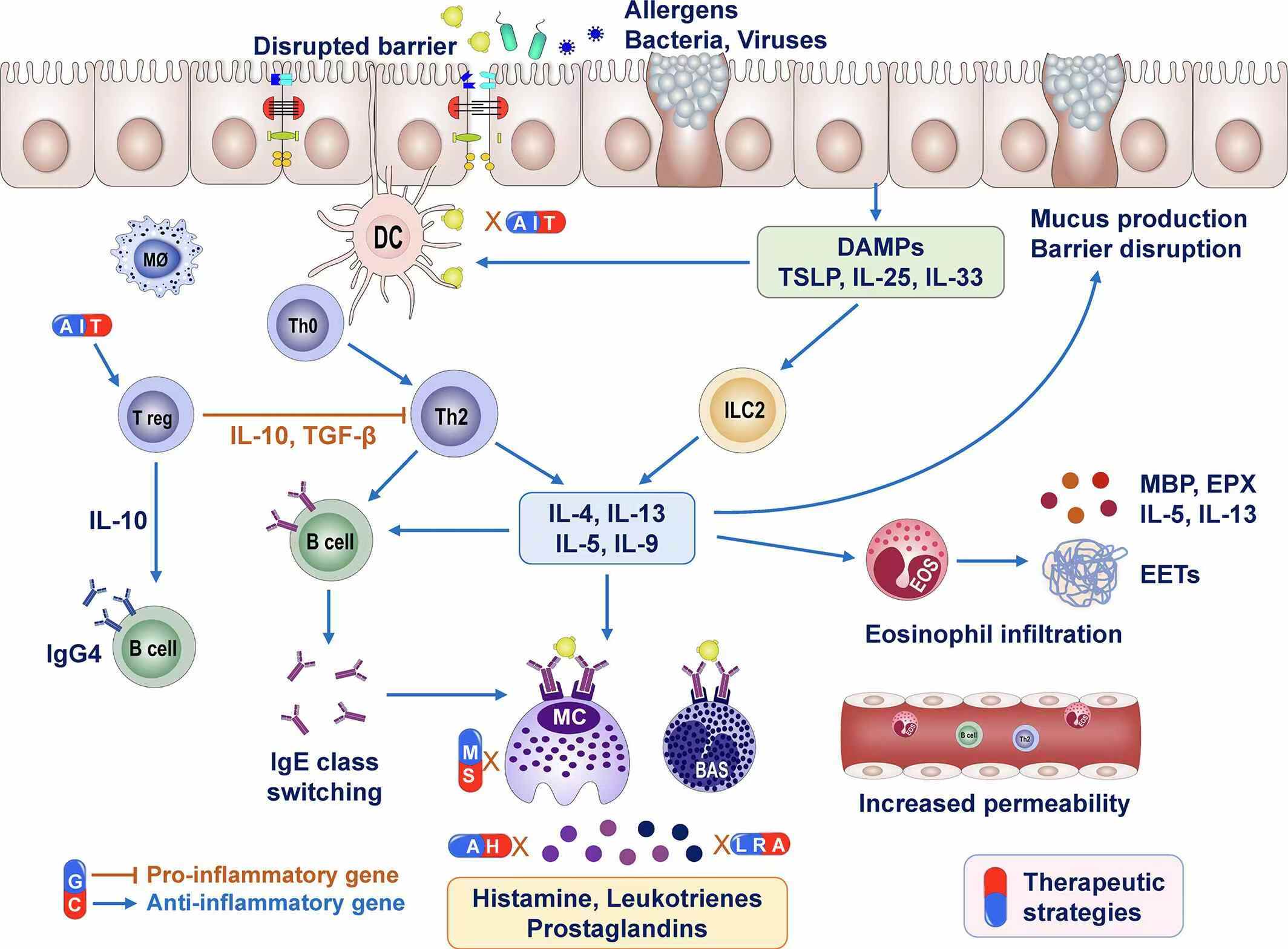 圖1：過敏性鼻炎的免疫反應(yīng)和治療方法。