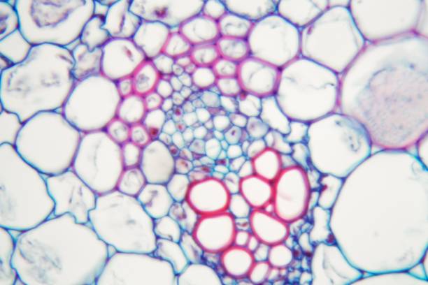 什么是間充質(zhì)干細(xì)胞 (MSC)？