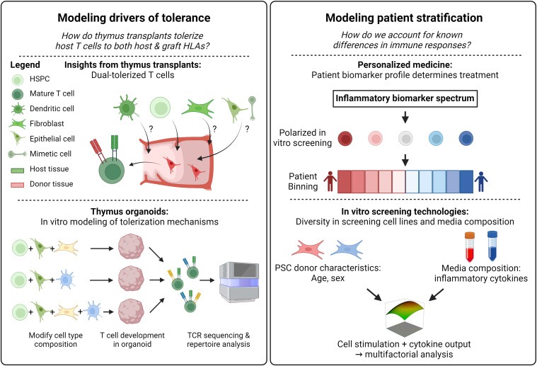 圖5：新興免疫再生療法的持續進展需要更好地了解移植細胞和組織如何與宿主免疫系統相互作用和發揮作用，以及開發體外模擬各種免疫系統狀態的技術