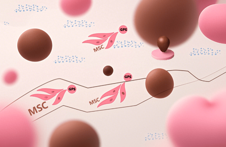 干細胞治療后為啥效果不一？是什么原因導致的？