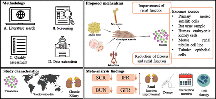 圖1：間充質干細胞外泌體的作用