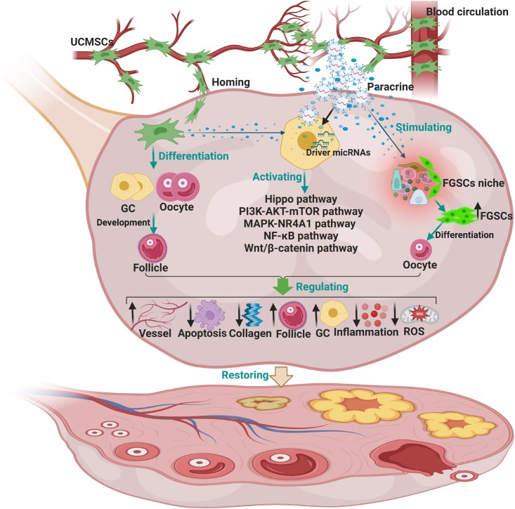 圖2：臍帶間充質干細胞治療卵巢衰老的機制。
