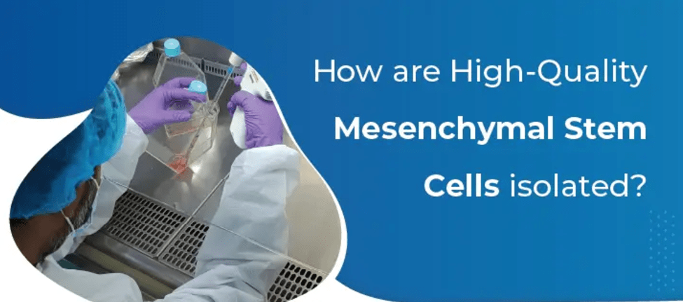 為什么遵守GMP對于生產(chǎn)高質(zhì)量、安全的間充質(zhì)干細胞至關重要