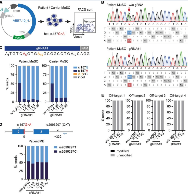  ABE 修復患者和攜帶者原發性 MuSC 中的SGCA?c.157G>A 突變，且沒有可檢測到的脫靶編輯。