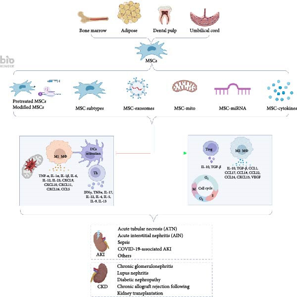 圖1：間充質(zhì)干細胞介導的免疫調(diào)節(jié)和組織修復在腎臟疾病中的機制。