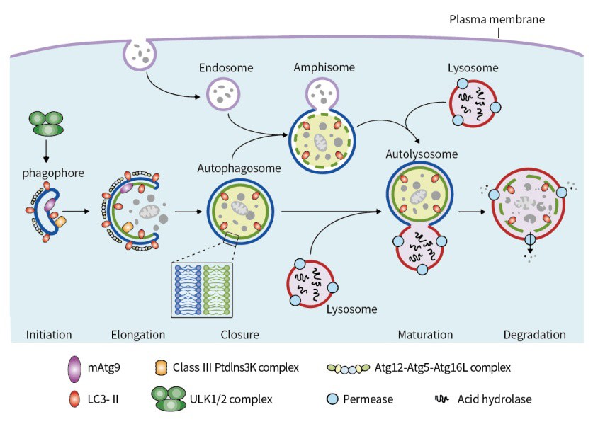 什么是細胞自噬？