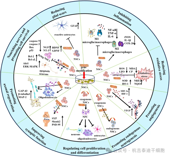 基因改造對神經干細胞在神經損傷中的生物學效應的詳細說明。基因改造的NSC是特定分子的理想載體，可最大限度地發揮細胞治療的潛力，并通過多種機制產生更高的治療效率