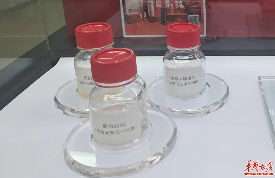 胚盤(pán)羊膜組織（羊膜間充質(zhì)干細(xì)胞）