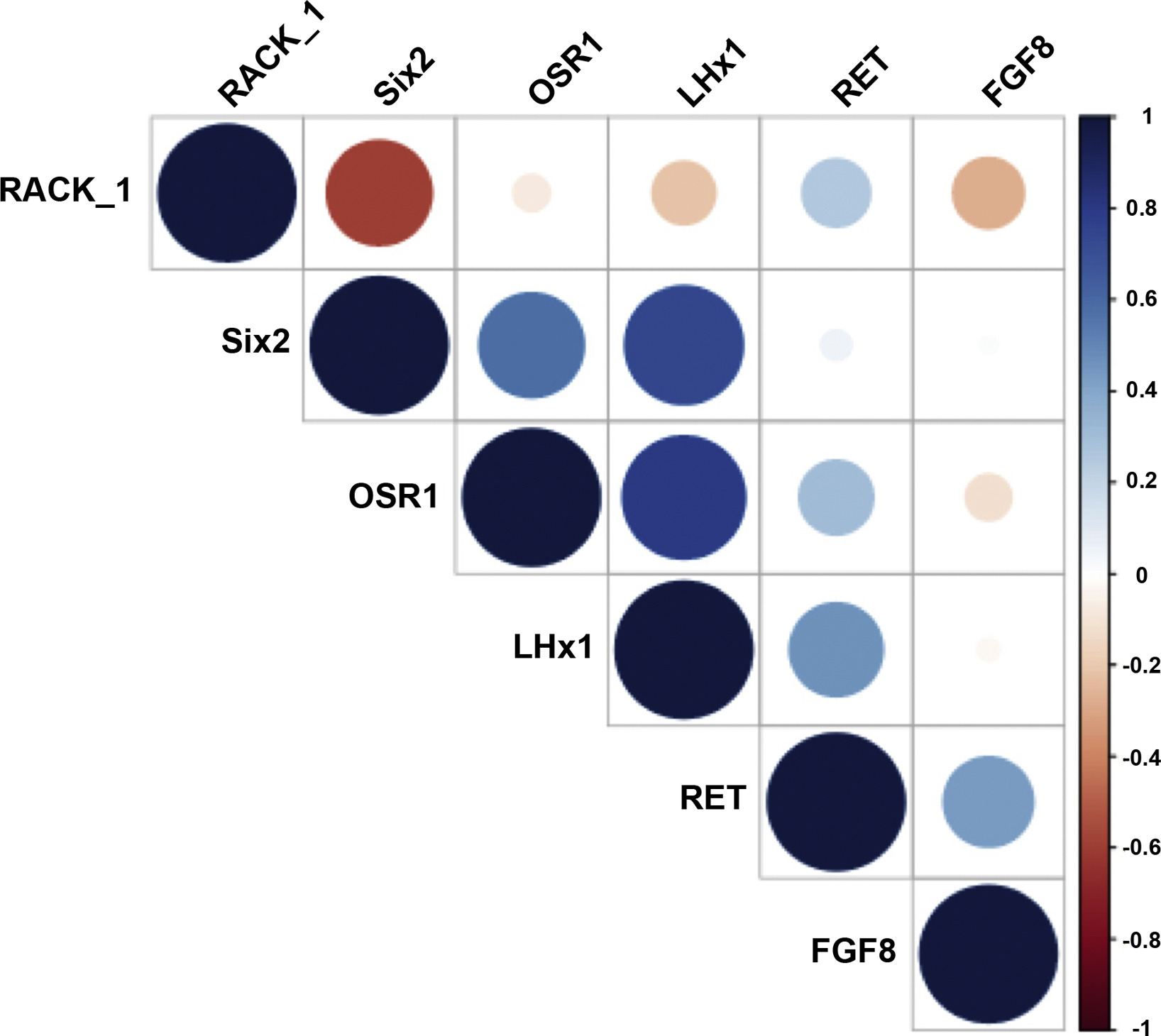 圖2：SRC細(xì)胞標(biāo)記物陽性之間的相關(guān)性